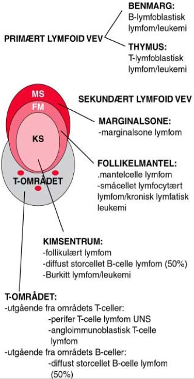 Co Je Lymfom B